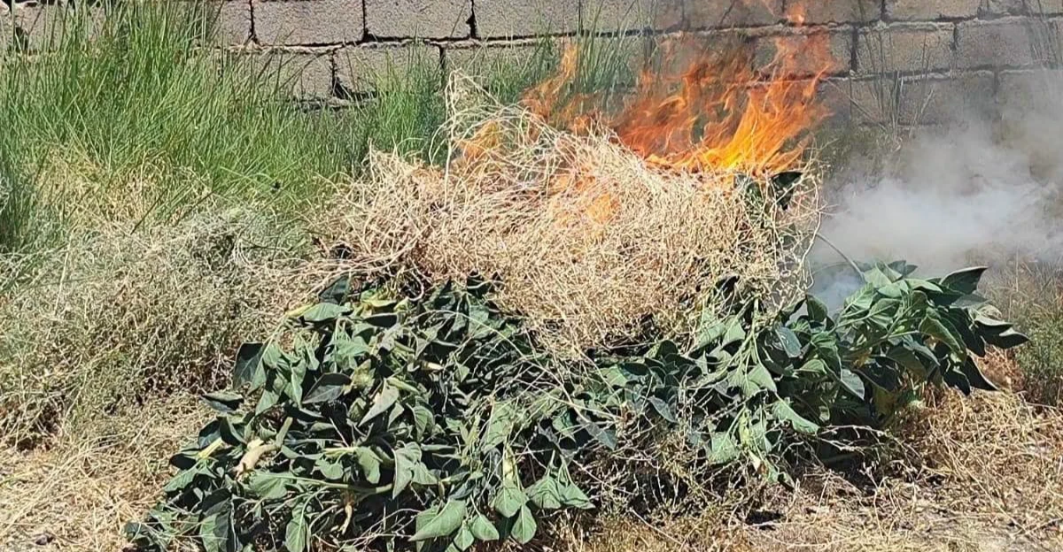 شفق نيوز..ضبط عشرات النبتات المخدرة في قرية بديالى والشرطة تتدخل