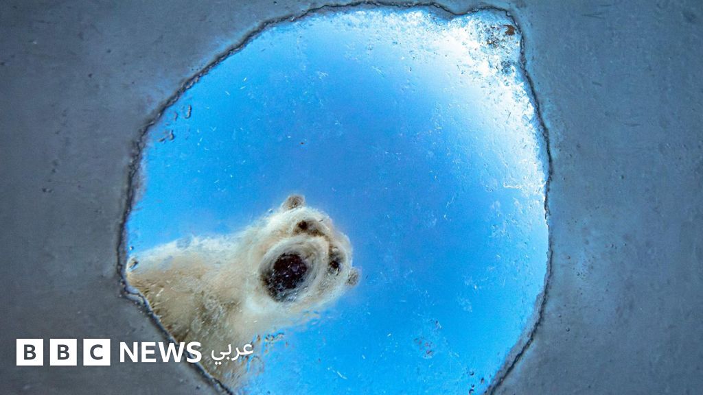 مصور الحياة البرية للعام 2026: أفضل الصور حتى الآن