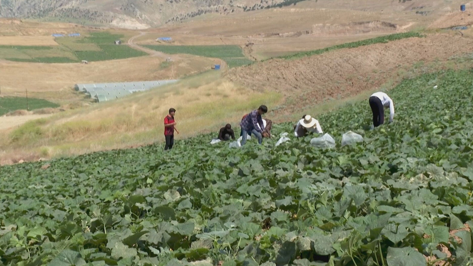 بين بقايا حصاد القمح.. مزارعو ئاكرێ(عقرة) يزرعون 1630 دونماً بأجود أنواع الخيار