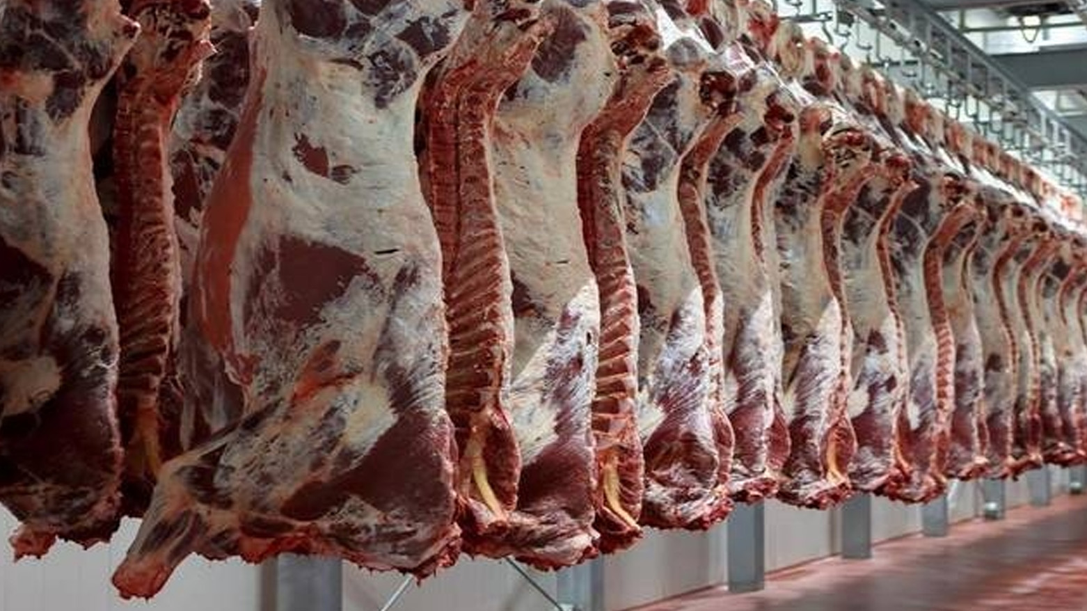 الثروة الحيوانية بكوردستان: زيادة الرسوم الجمركية ونقص الدولار وراء ارتفاع أسعار اللحوم الحمراء