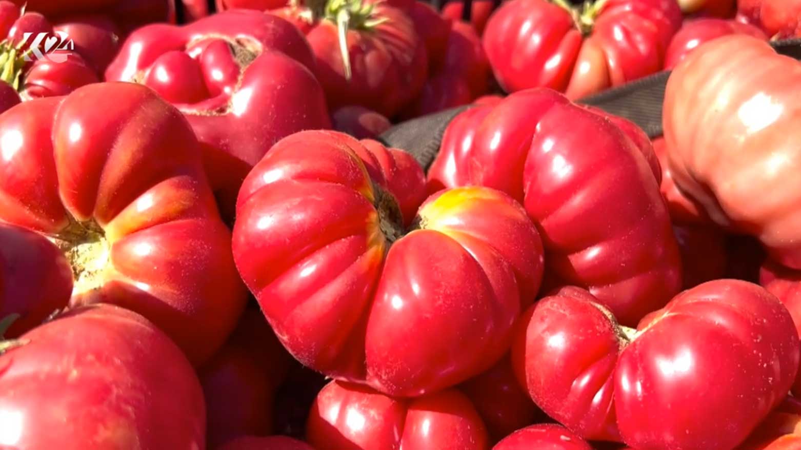 “مملكة الطماطم” في بنجوين تفيض بخيراتها.. 40 ألف طن تغذي أسواق كوردستان وبغداد والجنوب